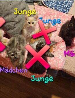 4 zauberhaftes Maine Coon Kitten abzugeben - Rüsselsheim