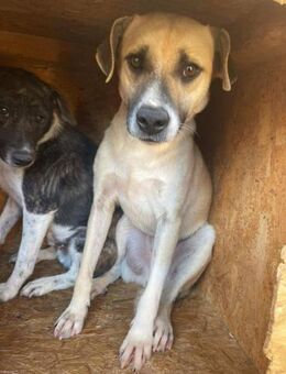 Süßer LUCA sucht liebevolles Zuhause - Neuberg