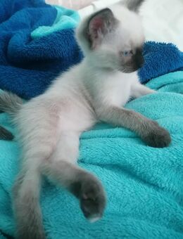 Reinrassige Siam Kitten Von Stammbaum Rasse Siam Baby blau Augen - München Milbertshofen-Am Hart