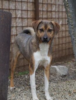 Kanella sucht Platz zur Resozialisierung - Chemnitz