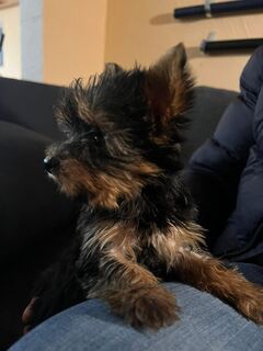 Reinrassige Yorkshire terrier Welpen