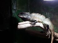 Wasseragame - Wildeshausen