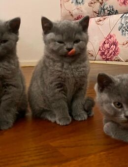 Öztürk - München Pasing-Obermenzing