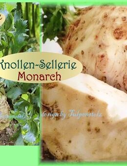 ♥ Bio Knollen Sellerie,Samen,Gemüse,Suppengrün,Gewürz,Tulpenstolz,Apium graveolens var. rapaceum Monarch,alte Sorte samenfest - Hamburg