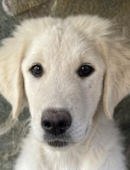 Gamora, geb. ca. 07/2023, lebt in GR - Markdorf