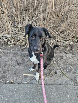 Labrador/ Bordercollie Mix sucht neues liebevolles Zuhause - Berlin Spandau