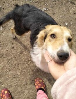 Handicap BordercollieMix Hündin Cuja❤️ - Rambin