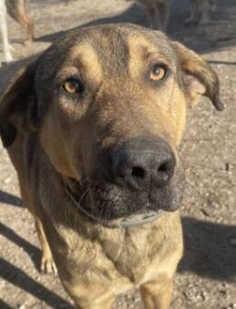 Novo, geb. ca. 04/2023, Griechenland - Markdorf