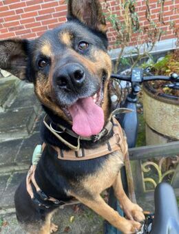 wunderschöne MELLOW sucht ihr Glück - Kallmünz