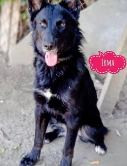 Irma ein Prachtexemplar - Flörsheim-Dalsheim