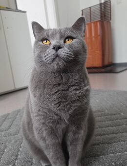 Britisch Kurzhaar Kater abzugeben (geb. 07.05.2023) - Heilbronn