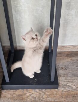 Reinrassige BKH kitten - Lingen (Ems)