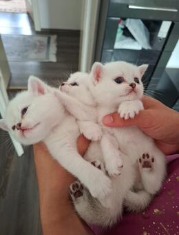 Britisch Kurzhaar Baby Katzen - Nürnberg
