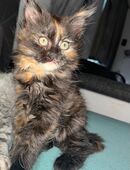 Prinzessin sucht noch ein Zuhause in 21129