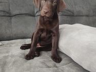 Neun zuckersüße reinrassige schokobraune Labrador-Welpen suchen ein liebevolles neues Zuhause! - Amberg