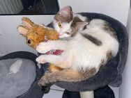 Katze / Hauskatze - Düren