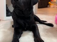 Labrador mischlingshund zu verkaufen - Rhauderfehn