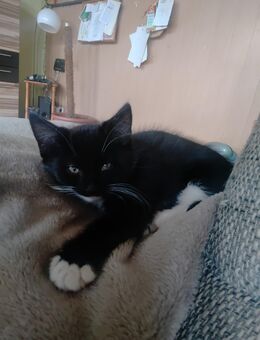 Verk. Glücks Katzen Babys Zuckersüß - Duckow