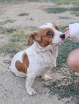 DAISY - liebenswerte, tolle Hündin - Velbert