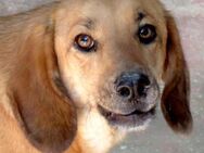 Lady 8 -braucht Verständnis und Geduld- - Oldenburg