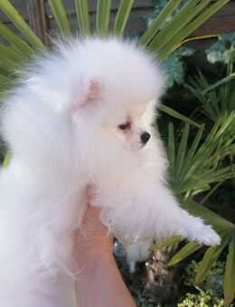 Wunderschöne Zwergspitz/ Pomeranian Rüde und Mädchen - Bad Rappenau