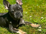 Französische Bulldogge 6 Monate sucht neues Zuhause - Bad Schwartau