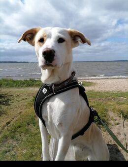 Charakterhund mit großem Herz - Breiholz