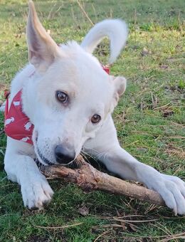 Banjo, ca. 50cm, a.d.Tierschutz, sucht ein eigenes Zuhause - Boxberg (Oberlausitz)