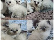 BKH Kitten mit Zubehör - Burscheid