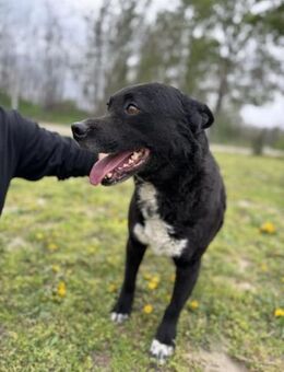 Bazsi - geb. 01/2019 - Remagen