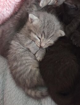 BKH Kitten abzugeben - Oberriexingen