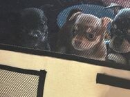 Chihuahua Welpen geboren am 21.04. - Gelsenkirchen Resse