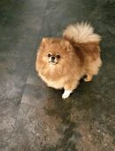 Zwergspitz/pom..Weibchen zum verkaufen in 58644