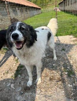 Bruma; 3 Jahre nur Leid - Geilenkirchen