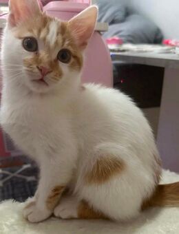 Kitten Kater 5 Monate alt - Bad Pyrmont