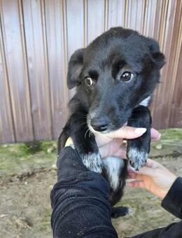 Ronya - süße Maus - Dreikirchen