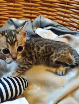 Bengal kitten reinrassig - Apensen