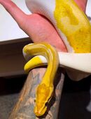 Königspython Banana Piebald in 74579