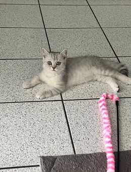 Wunderschönes British-Kitten sucht liebevolles Zuhause - Ahaus