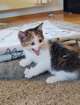 Zuckersüßes Katzenbaby Kitten - Südlohn