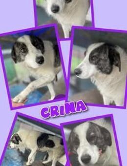 Frohnatur Hündin Crina sucht Zuhause - Nürnberg