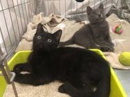 Dolores & Carmina - Kittenpaar sucht - Bad Camberg