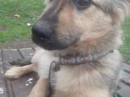 Baby 🐾❤️ RUDI wartet auf seine Familie - Eichendorf