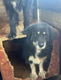 NIKO - zutraulich und aufgeschlossen - Alfdorf