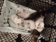 Britisch Langhaar Kitten - Daxweiler