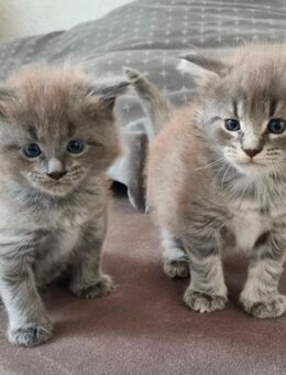 Reinrassige MainCoon Kitten suchen ein neues Zuhause - Gelsenkirchen Feldmark