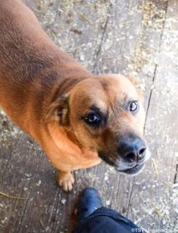 Bogyó - wann ist es soweit? - Velbert