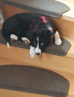 Border Colli Mädchen, 13 Wochen alt, möchte zu Ihrer Familie umziehen - Plaaz