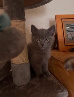 Britisch kurzhaar blau grau 1 Männchen zu verkauf - Bad Hersfeld