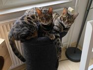 2 Bengal Kater - Moers